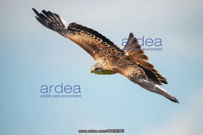 : Red Kite (Milvus milvus) in flight against a blue sky : Red Kite (Milvus milvus) in flight against a blue sky