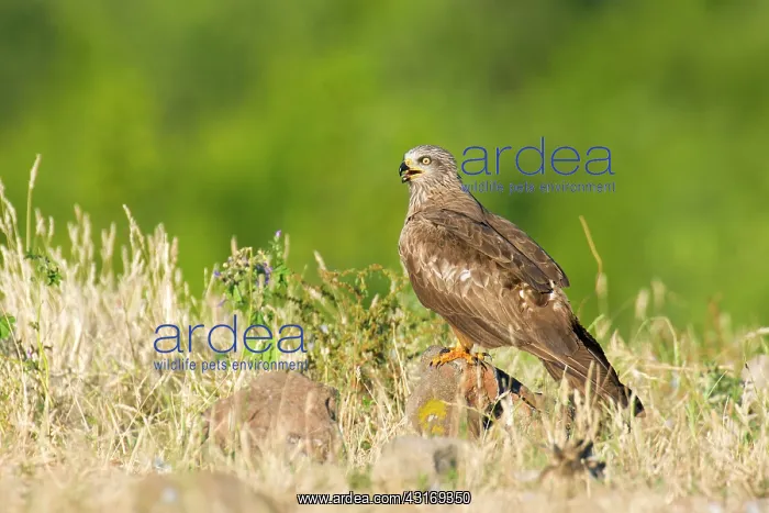 : Red Kite. Black Kite (Milvus milvus) sitting on rock : Red Kite. Black Kite (Milvus milvus) sitting on rock