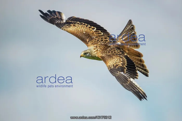 : Red Kite (Milvus milvus) in flight against a blue sky, Germany, Eifel : Red Kite (Milvus milvus) in flight against a blue sky, Germany, Eifel