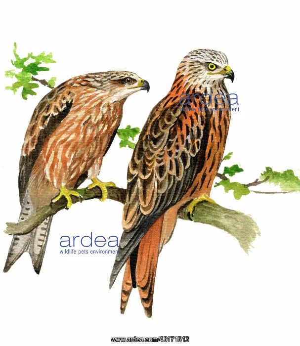 : Red Kite. Red kite ( Milvus milvus) adult in frint and juvenile behind : Red Kite. Red kite ( Milvus milvus) adult in frint and juvenile behind