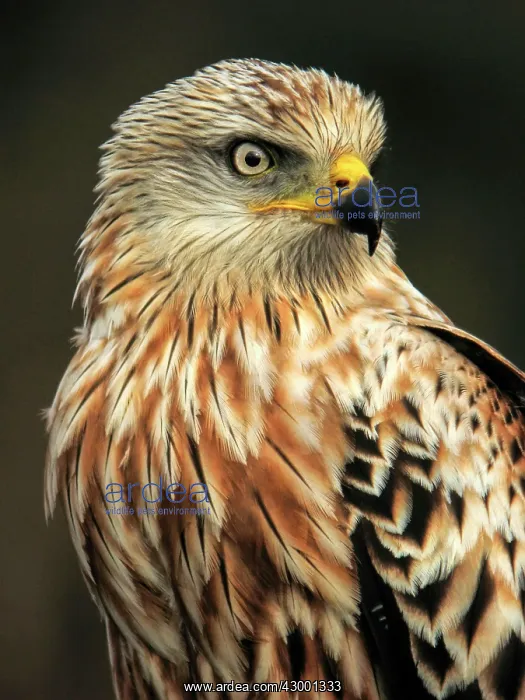 : Red Kite adult : Red Kite adult