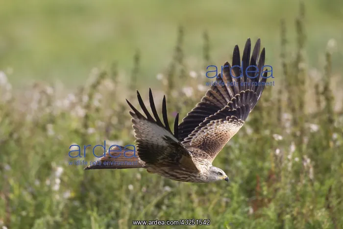 : Red Kite - adult bird in flight - Germany : Red Kite - adult bird in flight - Germany