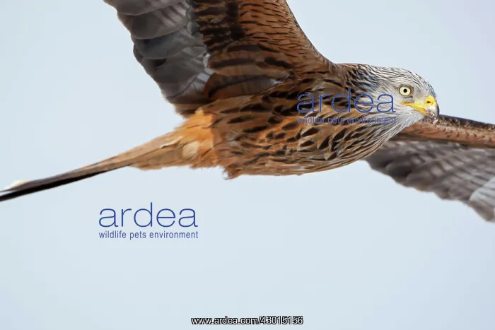  : Red Kite adult close-up in flight