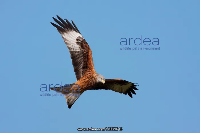 : Red Kite - adult in flight : Red Kite - adult in flight