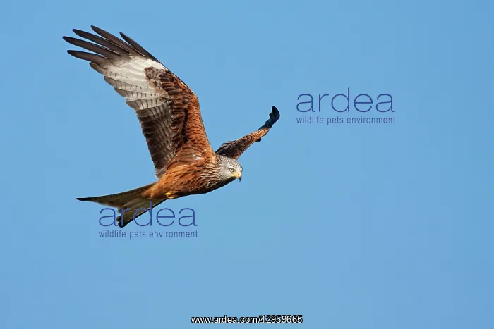 : Red Kite - adult in flight : Red Kite - adult in flight