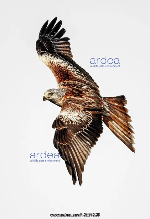 : Red Kite adult in flight : Red Kite adult in flight