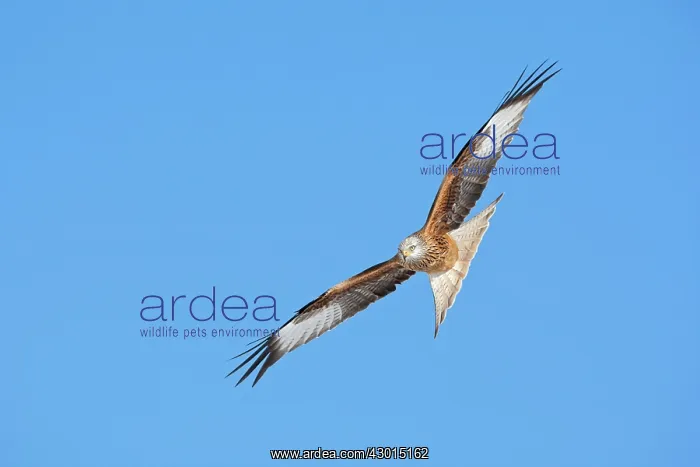  : Red Kite adult in flight