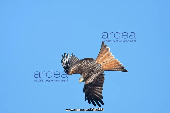  : Red kite - adult in flight - diving catching early