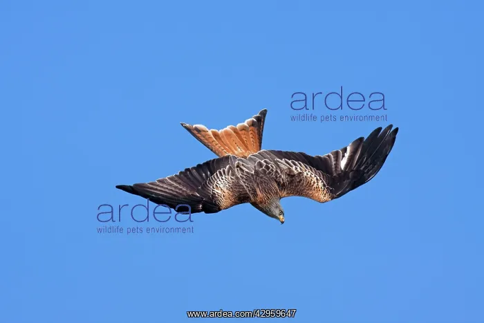 : Red kite - adult in flight - diving in early morning sun : Red kite - adult in flight - diving in early morning sun