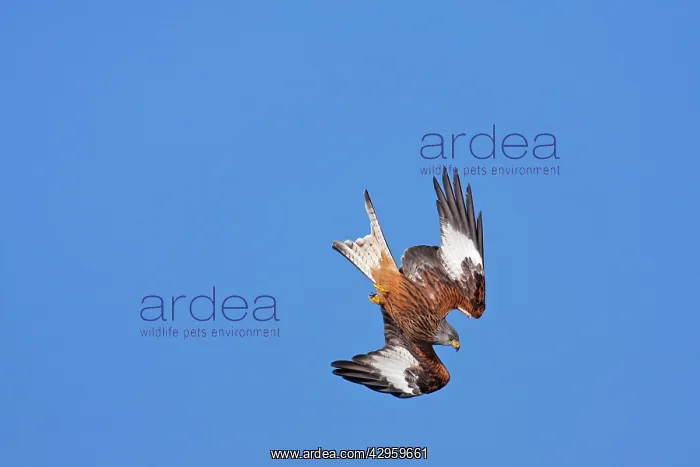 : Red Kite - adult in flight diving showing underside : Red Kite - adult in flight diving showing underside