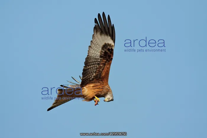 : Red Kite - adult in flight feeding on the wing : Red Kite - adult in flight feeding on the wing
