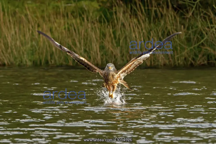 : Red Kite adult in flight taking food from water winter : Red Kite adult in flight taking food from water winter