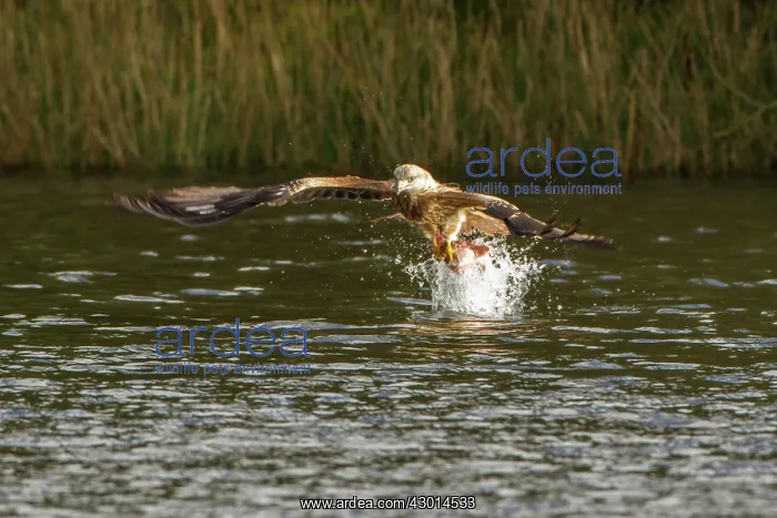 : Red Kite adult in flight taking food from water winter : Red Kite adult in flight taking food from water winter