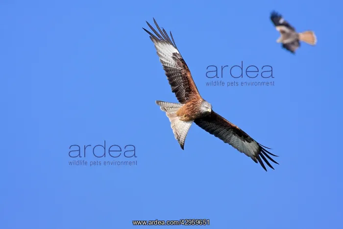 : Red kite - adults in flight soaring : Red kite - adults in flight soaring