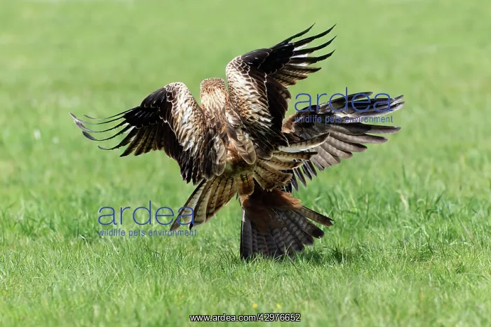 : Red Kite - attacking Black Kite on ground (Milvus : Red Kite - attacking Black Kite on ground (Milvus