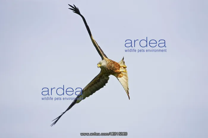 : Red Kite - banking in flight : Red Kite - banking in flight