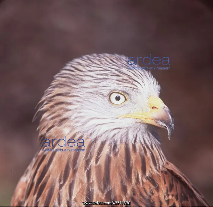 : RED KITE - close-up of head : RED KITE - close-up of head