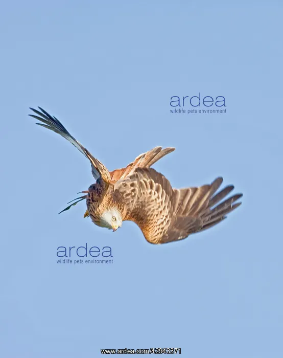 : Red kite - diving : Red kite - diving