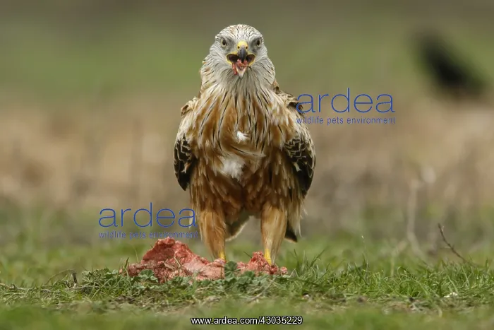 : Red Kite - feeding on field floor - Castilla : Red Kite - feeding on field floor - Castilla
