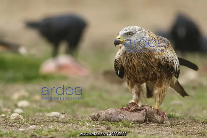 : Red Kite - feeding on field floor - Castilla : Red Kite - feeding on field floor - Castilla