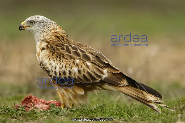 : Red Kite - feeding on field floor - Castilla : Red Kite - feeding on field floor - Castilla