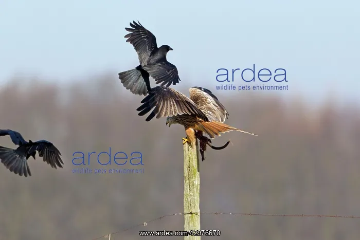 : Red Kite - on fence post with carrion - being mobbed : Red Kite - on fence post with carrion - being mobbed