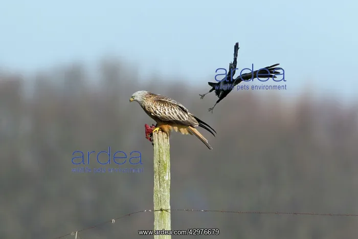 : Red Kite - on fence post with carrion - being mobbed : Red Kite - on fence post with carrion - being mobbed