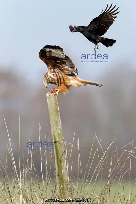 : Red Kite - on fence post with carrion - being mobbed : Red Kite - on fence post with carrion - being mobbed