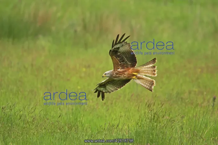 : Red Kite - in flight : Red Kite - in flight