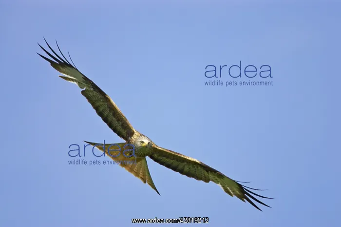 : Red Kite - in flight : Red Kite - in flight
