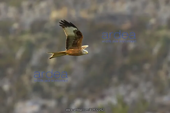 : Red Kite in flight : Red Kite in flight