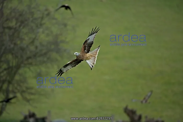 : Red Kite - in flight : Red Kite - in flight
