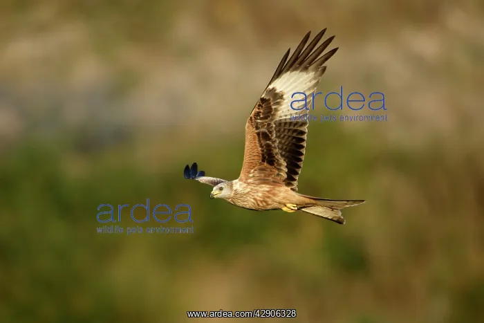 : Red Kite - In flight : Red Kite - In flight