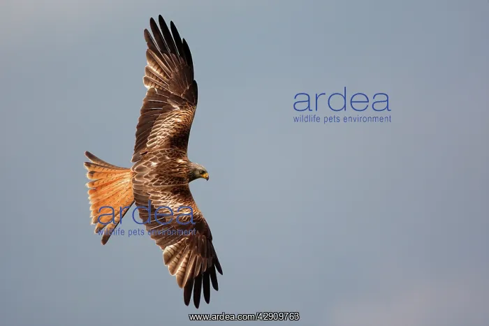 : Red Kite - in flight : Red Kite - in flight