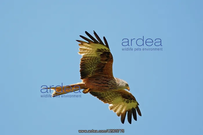: Red Kite - in flight : Red Kite - in flight