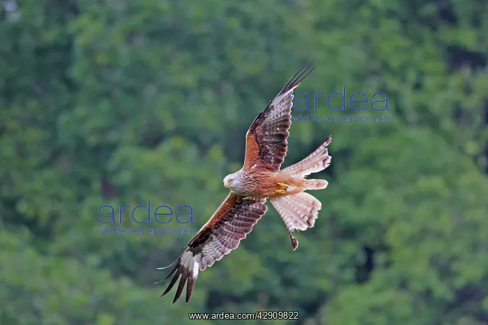 : Red Kite - in flight : Red Kite - in flight