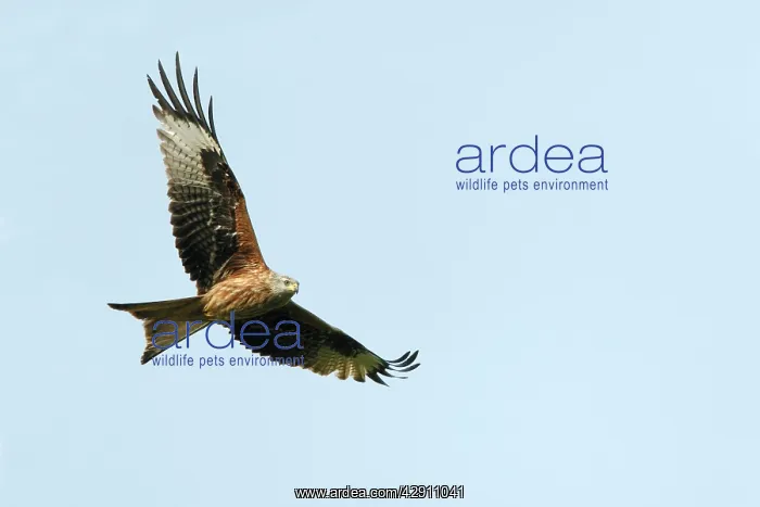 : Red Kite - in flight : Red Kite - in flight