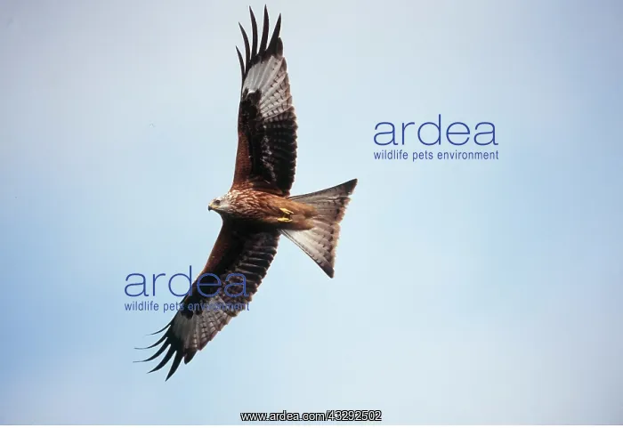 : RED KITE - in flight : RED KITE - in flight