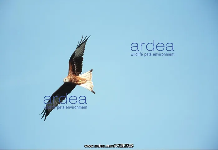 : RED KITE - in flight : RED KITE - in flight