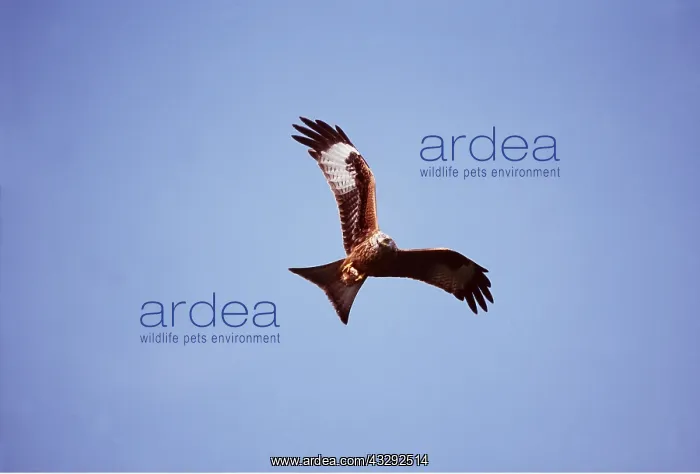: RED KITE - in flight : RED KITE - in flight