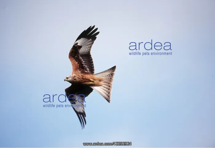 : RED KITE - in flight : RED KITE - in flight