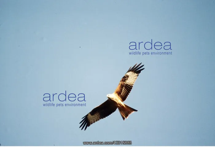: RED KITE - in flight : RED KITE - in flight