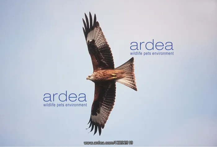 : RED KITE - in flight, from below, with wings spread : RED KITE - in flight, from below, with wings spread