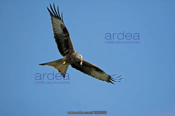 : Red Kite - in flight with carrion in mouth : Red Kite - in flight with carrion in mouth