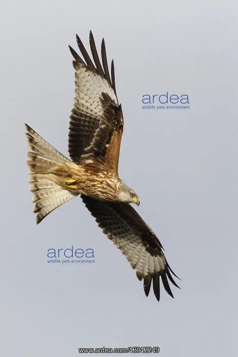 : Red Kite - in flight - Catile and Leon, Spain : Red Kite - in flight - Catile and Leon, Spain