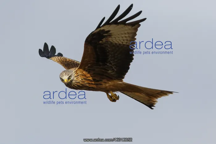 : Red Kite - in flight - Catile and Leon, Spain : Red Kite - in flight - Catile and Leon, Spain