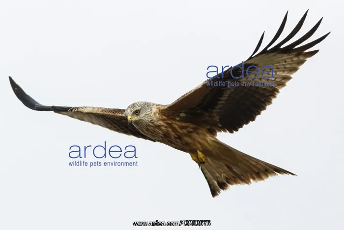 : Red Kite - in flight - Catile and Leon, Spain : Red Kite - in flight - Catile and Leon, Spain