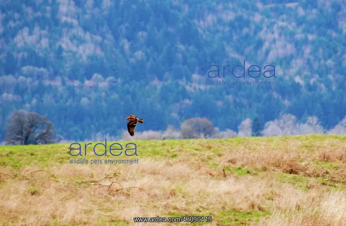 : Red Kite in Flight, Oregon : Red Kite in Flight, Oregon
