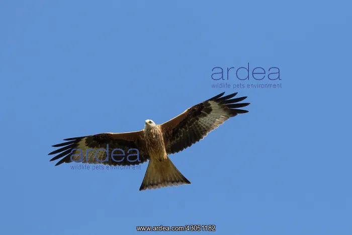: Red Kite flight Red Kite adult in flight Germany : Red Kite flight Red Kite adult in flight Germany