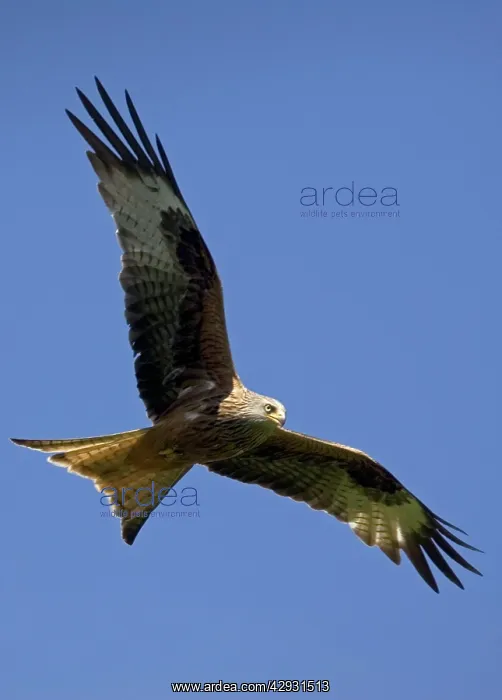 : Red Kite in flight at RSPB site : Red Kite in flight at RSPB site